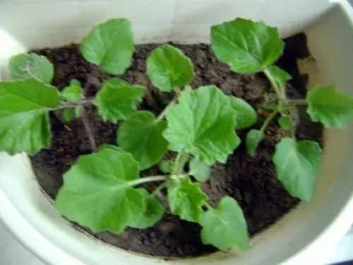 盆栽育苗 | 盆栽瓜叶菊播种育苗技术