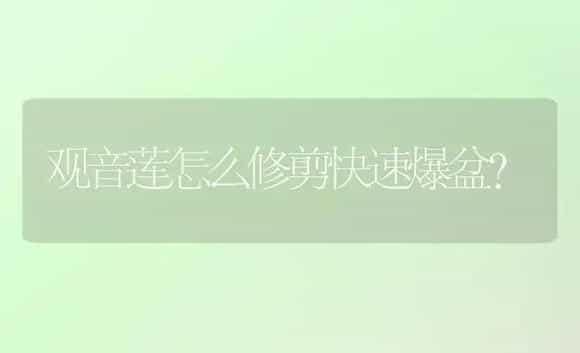 观音莲怎么修剪快速爆盆？ | 多肉养殖