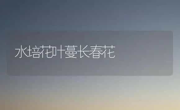 水培花叶蔓长春花 | 家庭养花