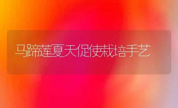 马蹄莲夏天促使栽培手艺 | 家庭养花