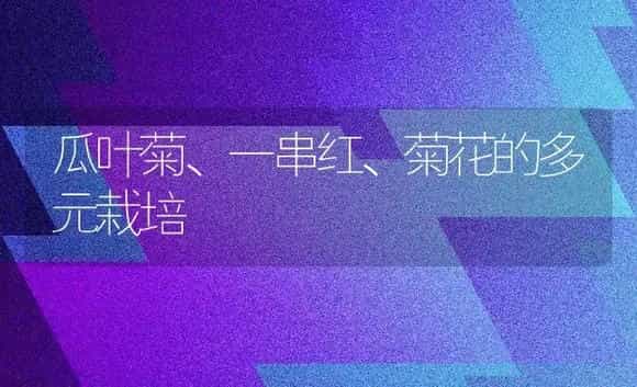 瓜叶菊、一串红、菊花的多元栽培 | 家庭养花