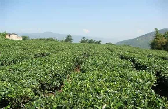 茶叶栽培的小心事项