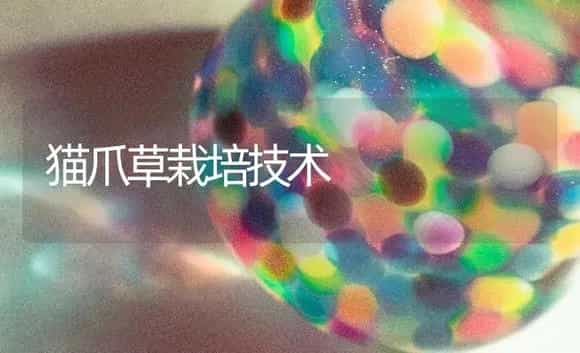 猫爪草栽培技术 | 药材种植