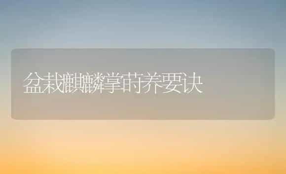 盆栽麒麟掌莳养要诀 | 家庭养花