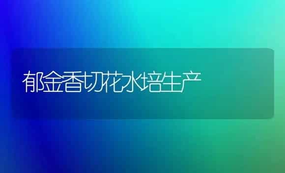 郁金香切花水培生产 | 家庭养花