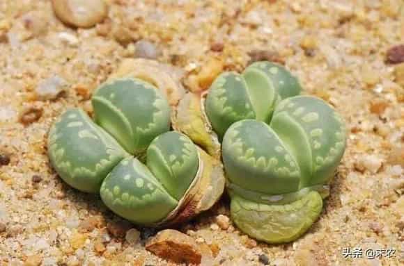 生石花春季种植要如何管理？