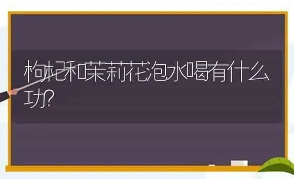 枸杞和茉莉花泡水喝有什么功？ | 绿植常识