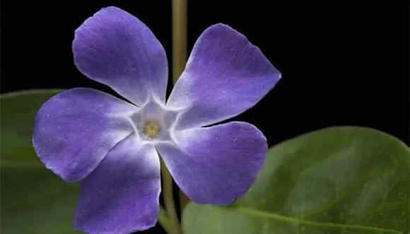 长春花花语