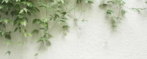 苹果竹芋的花语及寓意