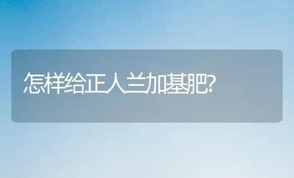 怎样给正人兰加基肥? | 家庭养花