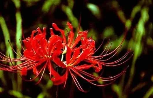 彼岸花冬天会开花吗