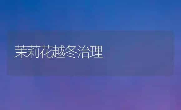 茉莉花越冬治理 | 家庭养花