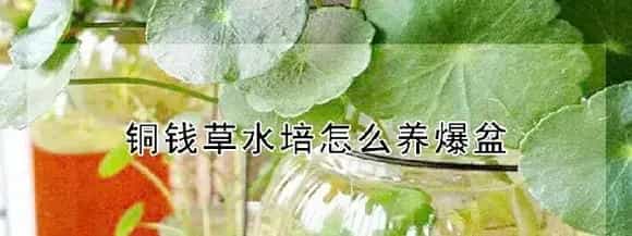 铜钱草水培怎么养爆盆