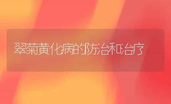 翠菊黄化病的防治和治疗 | 家庭养花