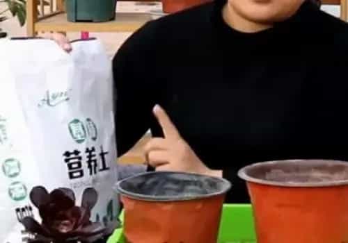 盆栽育苗 | 黑法师扦插步骤图解