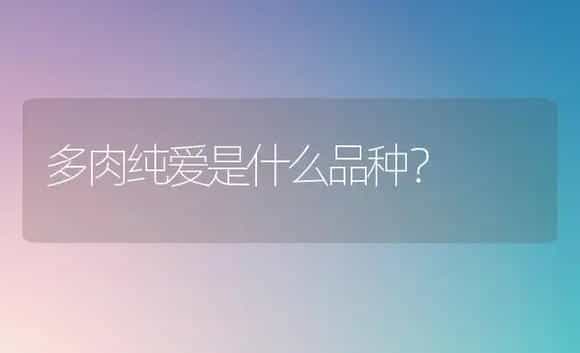 多肉纯爱是什么品种？ | 多肉养殖