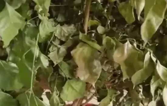 盆景养护管理 | 新买的幸福树叶子干了是怎么回事