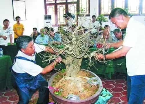 盆景养护管理 | 盆景摘芽方法