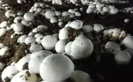 牛粪种蘑菇方法，2次发酵再播种，发菌期要通风