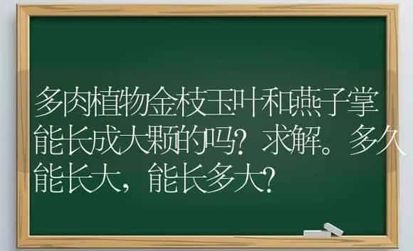 多肉植物金枝玉叶和燕子掌能长成大颗的吗？求解。多久能长大,能长多大？ | 多肉养殖