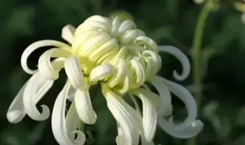 冬天怎么养护和修剪菊花:留根存芽,修剪别留手