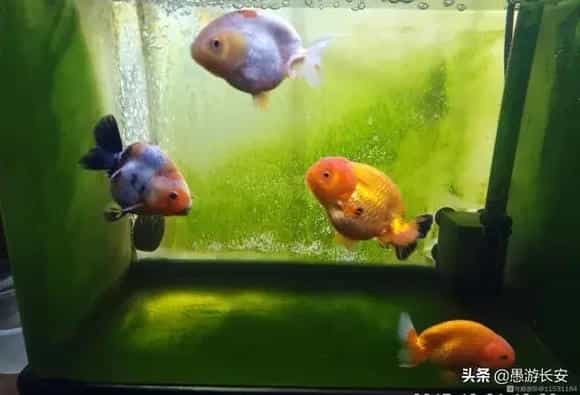 哪种鱼最好养又漂亮便宜？