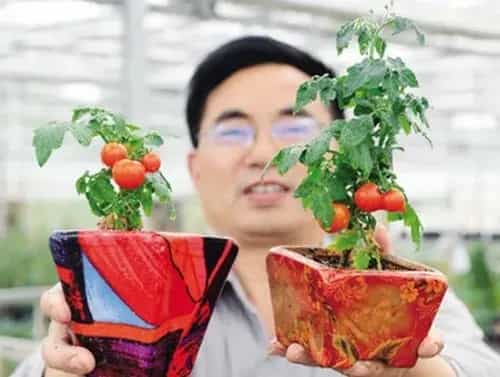 花卉果蔬盆景 | 盆栽小西红柿（小番茄）种植技术要点