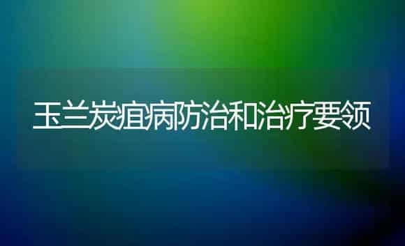 玉兰炭疽病防治和治疗要领 | 家庭养花