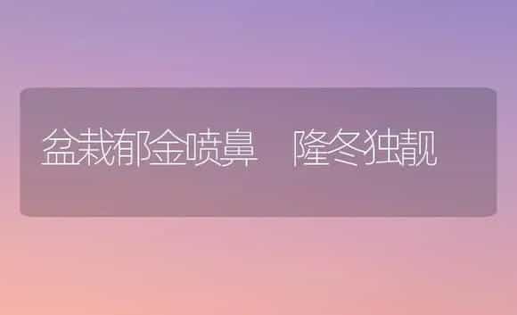 盆栽郁金喷鼻 隆冬独靓 | 家庭养花