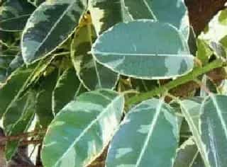 花叶橡皮树