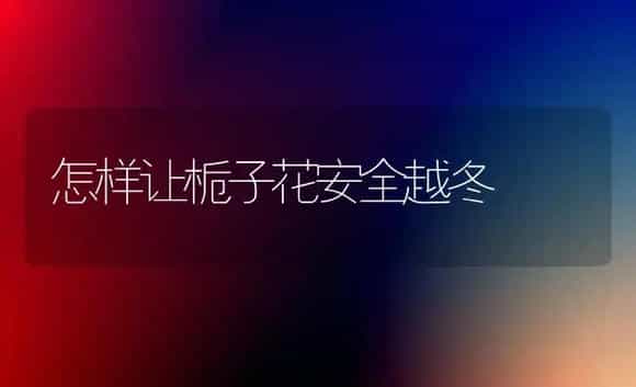 怎样让栀子花安全越冬 | 家庭养花