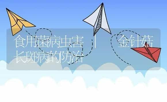 金针菇长斑病的防治 | 菌菇种植