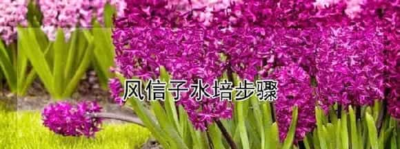 风信子水培步骤