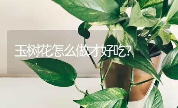玉树花怎么做才好吃？ | 多肉养殖
