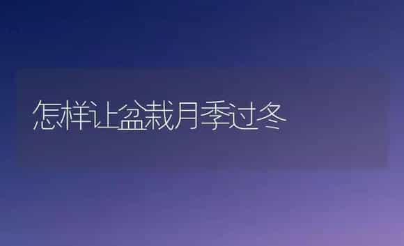 怎样让盆栽月季过冬 | 家庭养花