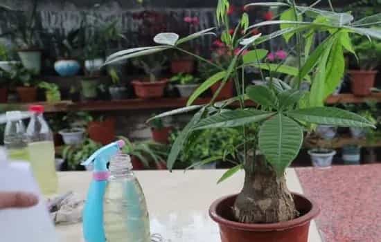 盆栽浇水 | 发财树冬天浇水能不能浇透