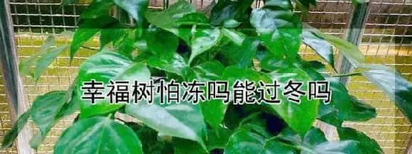 幸福树怕冻吗能过冬吗