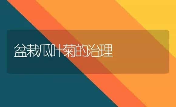 盆栽瓜叶菊的治理 | 家庭养花