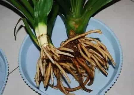 盆栽育苗 | 君子兰怎么分芽图解