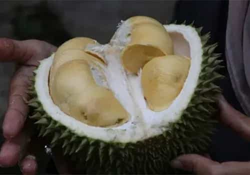 榴莲核能不能吃？它的果皮居然能吃。