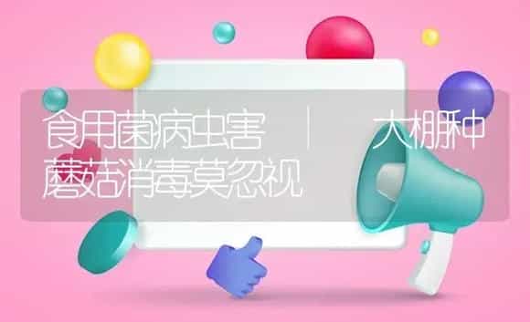 大棚种蘑菇消毒莫忽视 | 菌菇种植