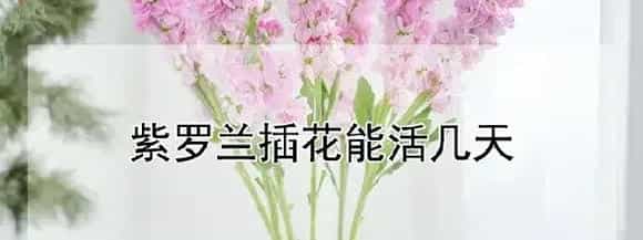 紫罗兰插花能活几天
