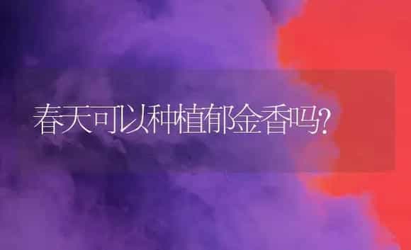 春天可以种植郁金香吗？ | 绿植常识