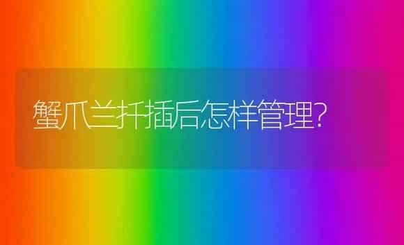 蟹爪兰扦插后怎样管理？ | 多肉养殖