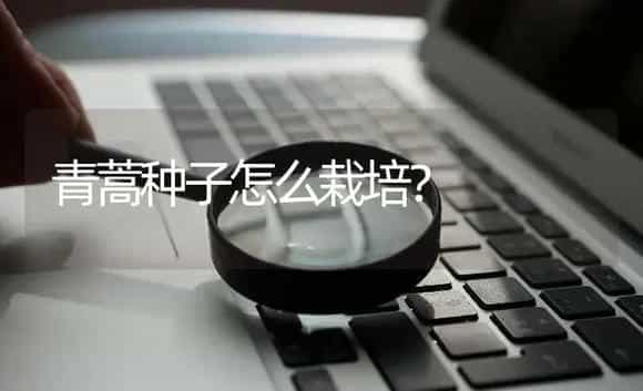 青蒿种子怎么栽培？ | 药材种植
