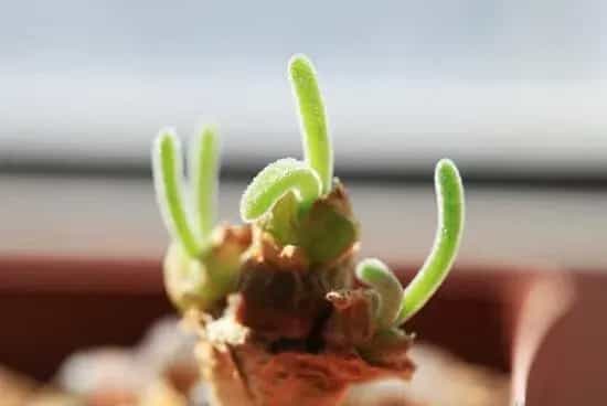 碧光环会开花吗,碧光环花语是什么/可爱/附长大后图片
