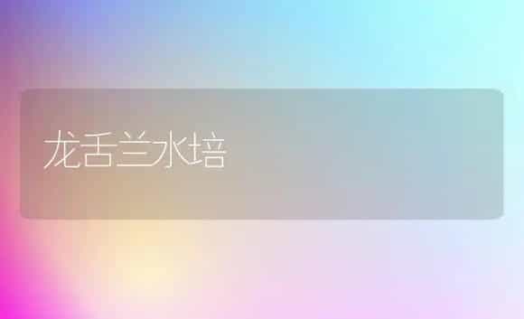 龙舌兰水培 | 家庭养花