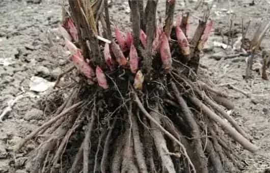 芍药根想要来年冬天发芽，可以这样种！