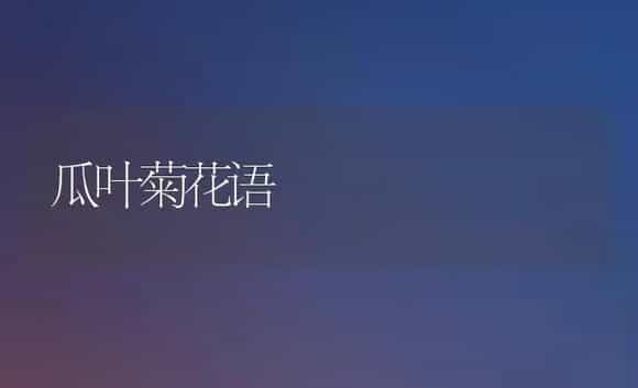 瓜叶菊花语 | 绿植寓意