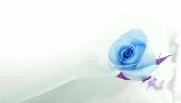 蓝色玫瑰的花语是什么